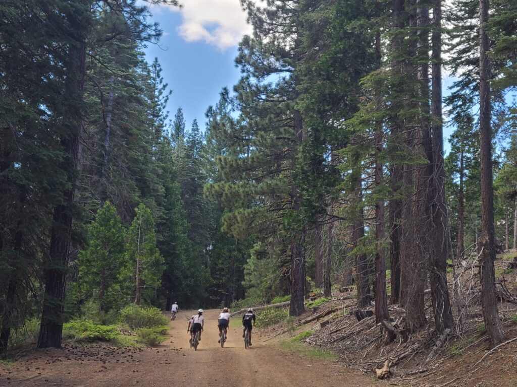 Gravel riders descending through tall pine trees in the Lost Sierra