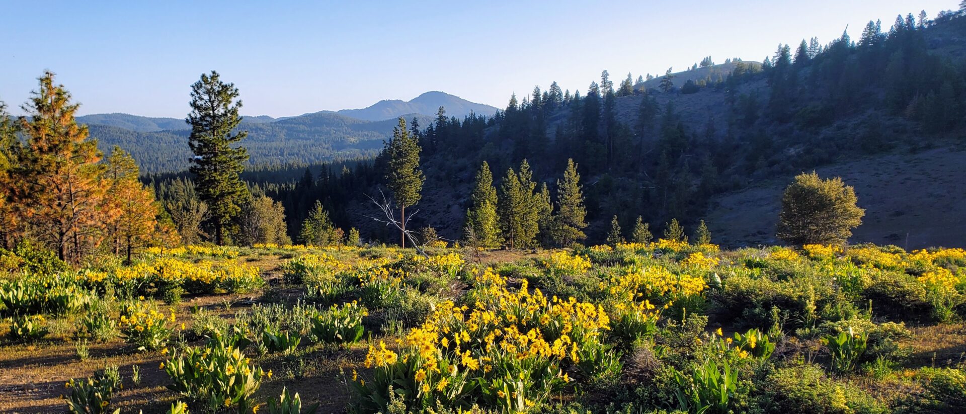 Pine forest trail near Portola, California