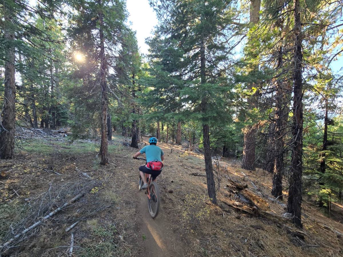 Mountain biker riding singletrack through a sunlit pine forest on the Beckwourth Peak Trail