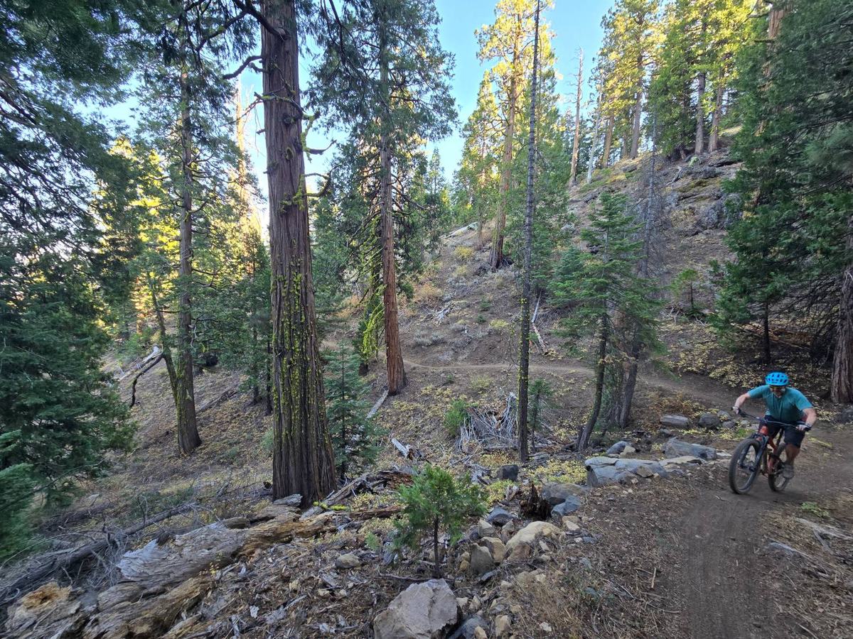 Mountain biker climbing a switchback through tall cedars and pines on the Beckwourth Peak Trail